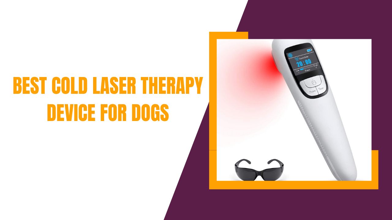 best cold laser therapy device for dogs
